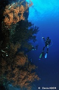 Antipathes dichotoma Corail noir Ambiance Catherine-St Johns Habili Ali-34m-20121023-Denis-ADER-DSC_2445_tn